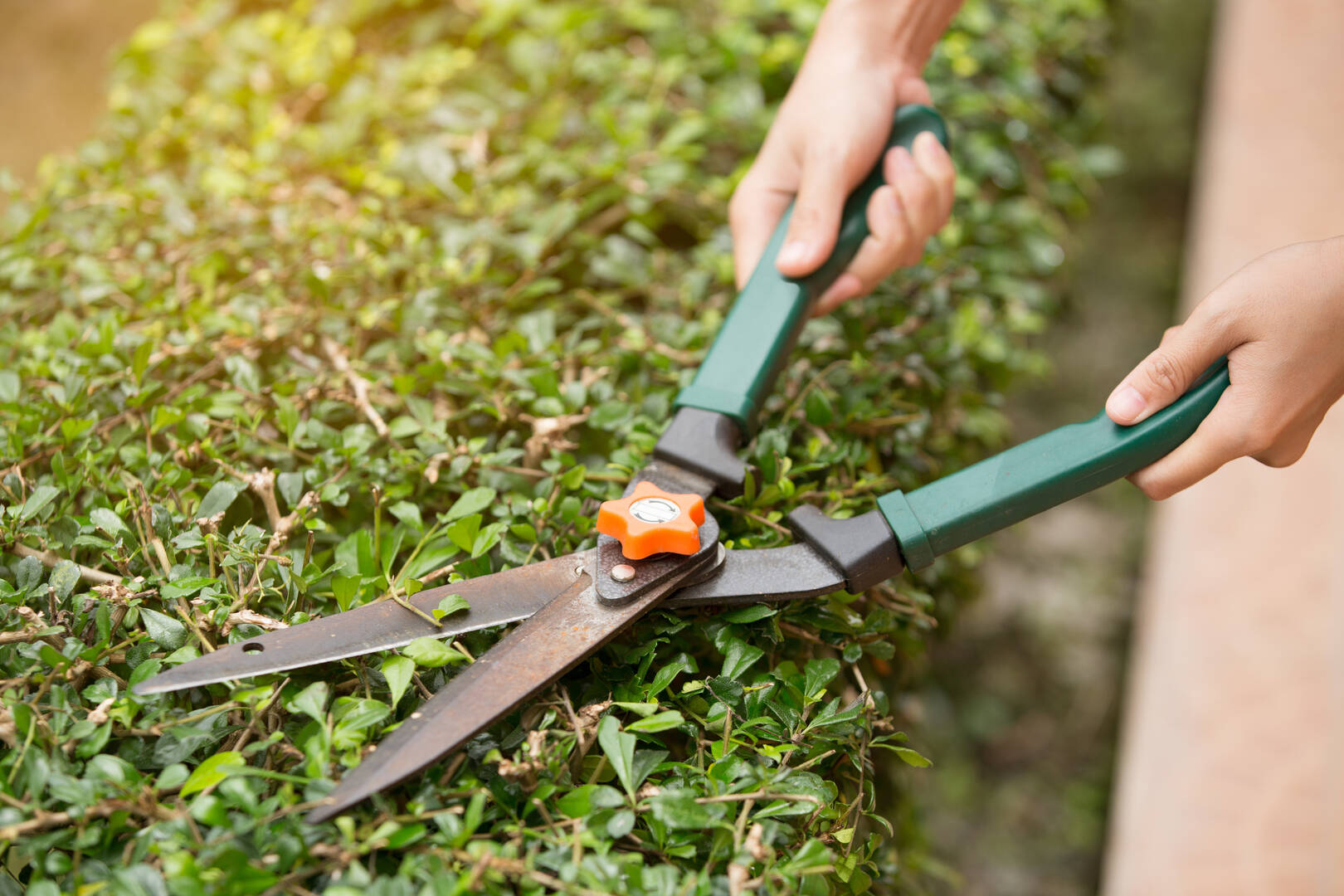 Diamond Lawn Care & Landscape LLC logo