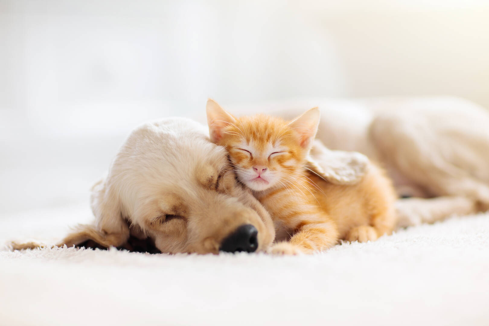 River West Animal Hospital logo