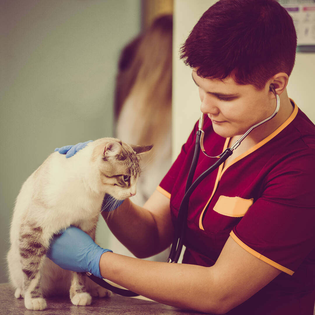 Sandalfoot Animal Clinic And Bird Hospital logo