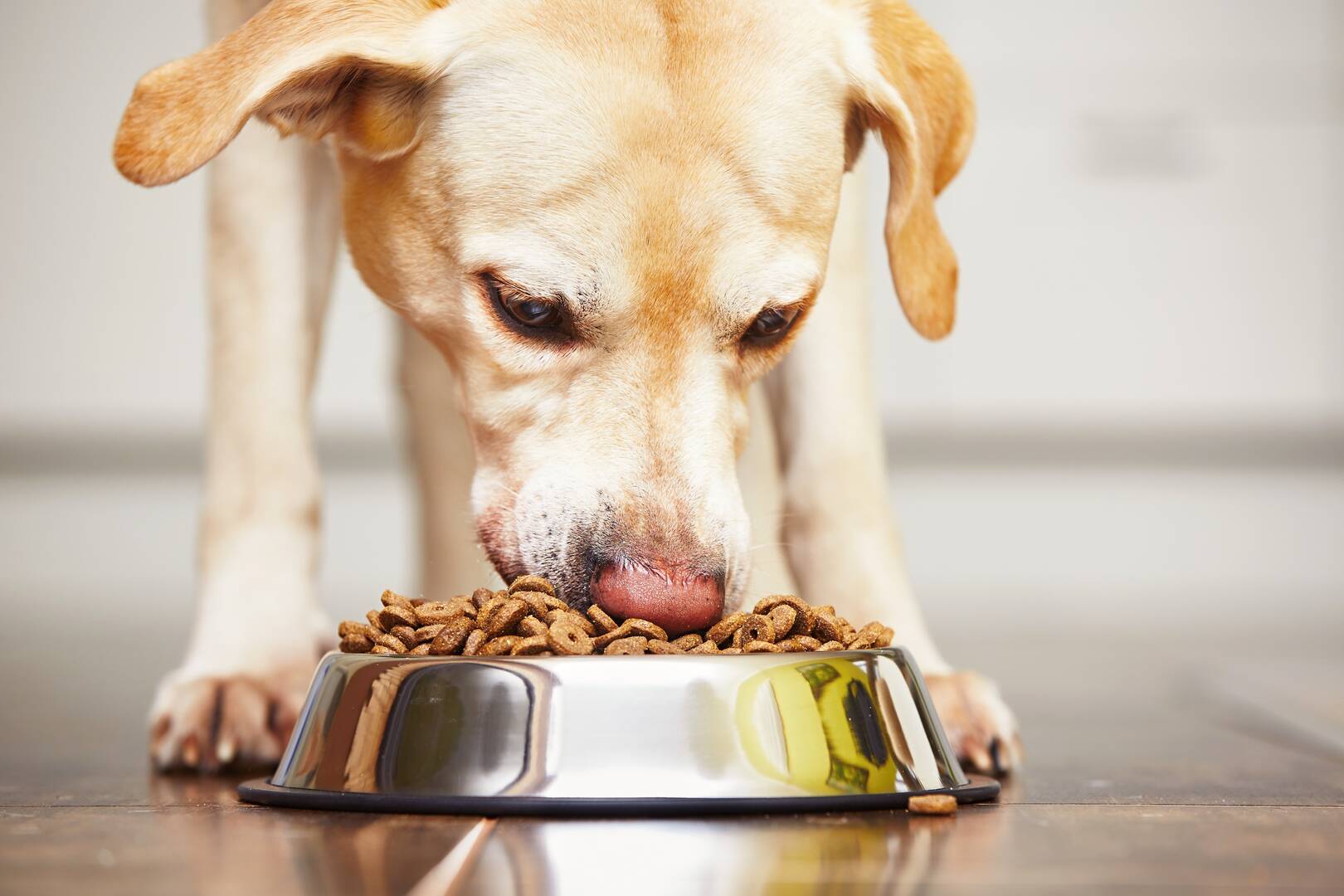 Pooch Perks logo